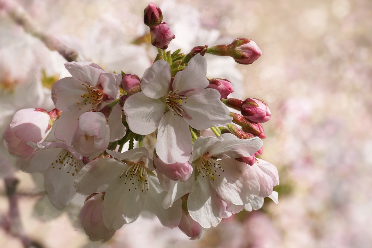 Download free photo of Cherry blossom,flower,plant,nature,cherry wood ...