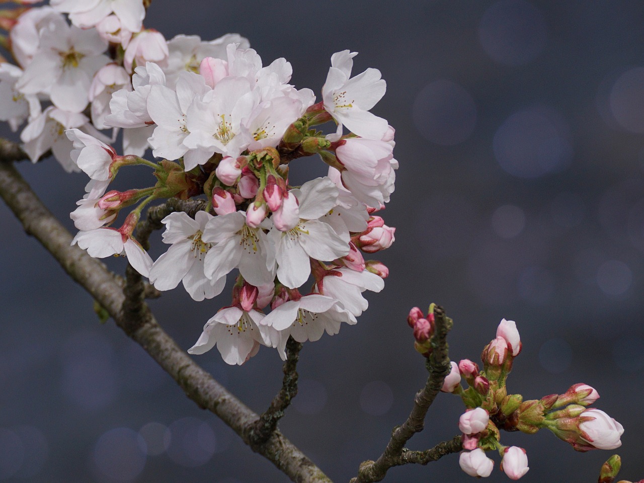 cherry blossom flower plant free photo