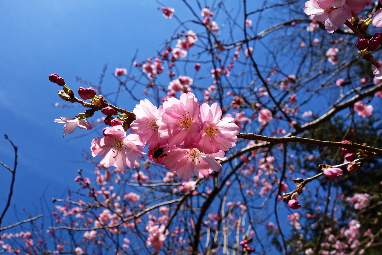 cherry blossom flower cherry tree free photo
