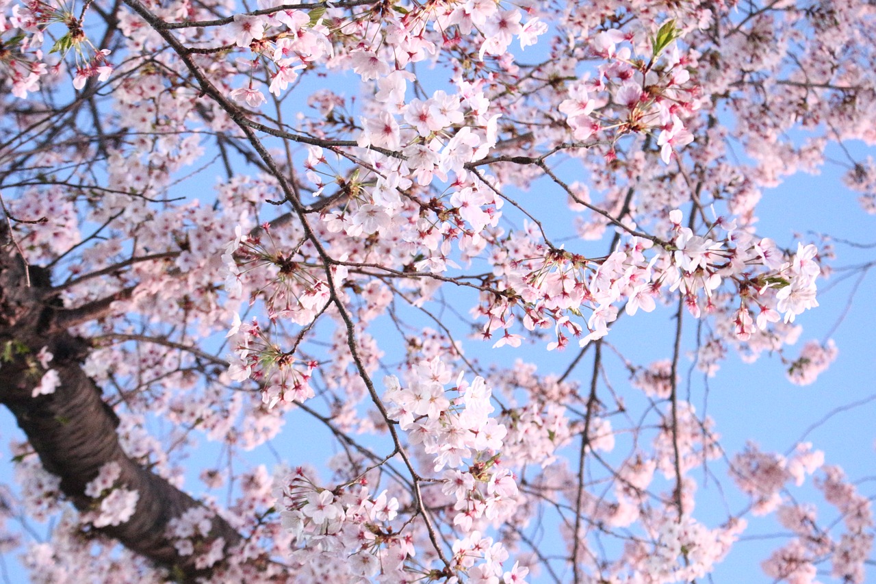 cherry blossom  cherry tree  wood free photo