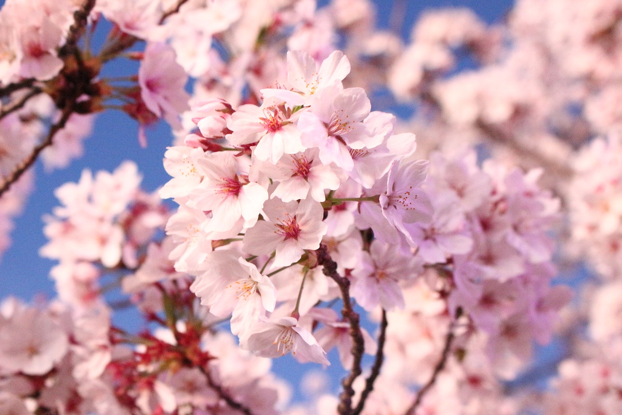 cherry blossom  flowers  cherry tree free photo
