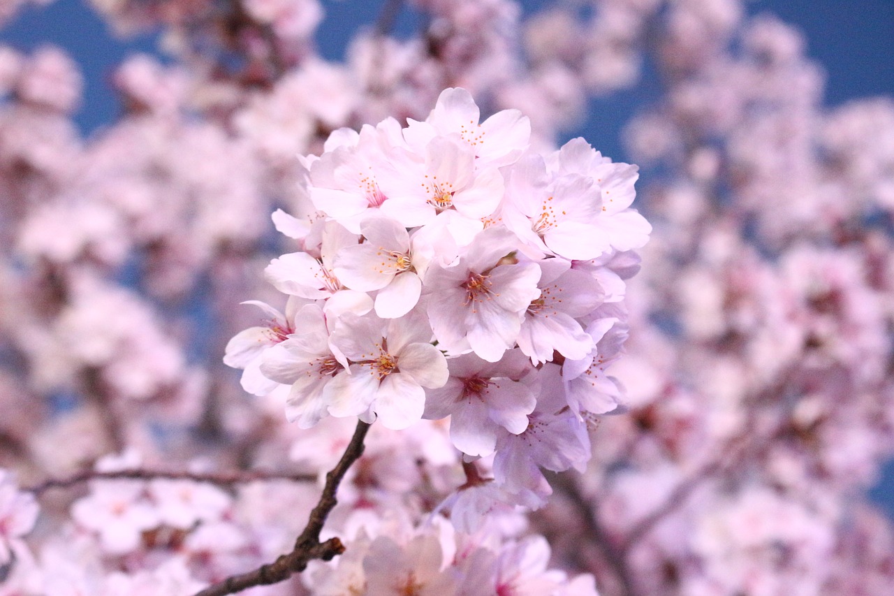 cherry blossom  cherry tree  spring free photo