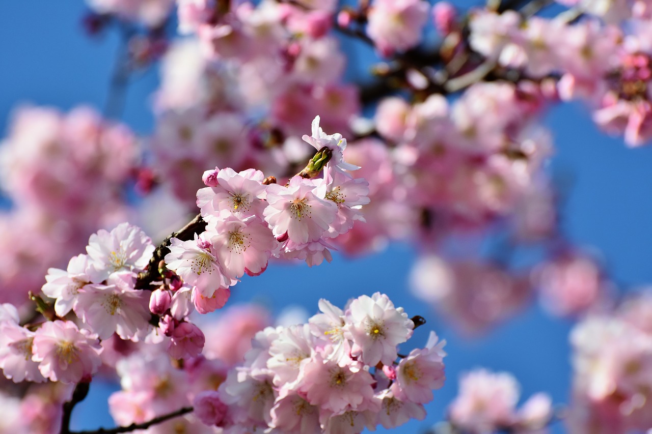 cherry blossom  ornamental cherry  japanese cherry trees free photo