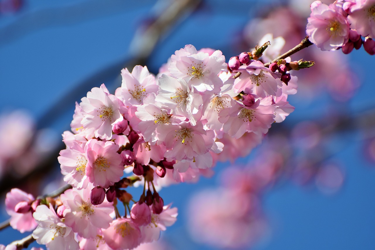 cherry blossom  ornamental cherry  japanese cherry trees free photo