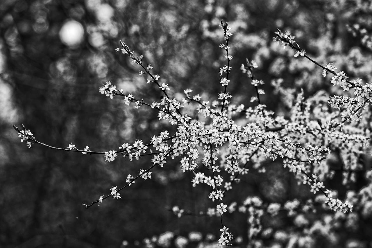 cherry blossom  flower  cherry tree free photo