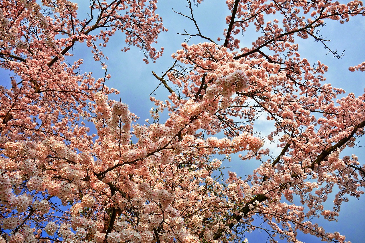 cherry blossom  cherry tree  cherry tree branch free photo