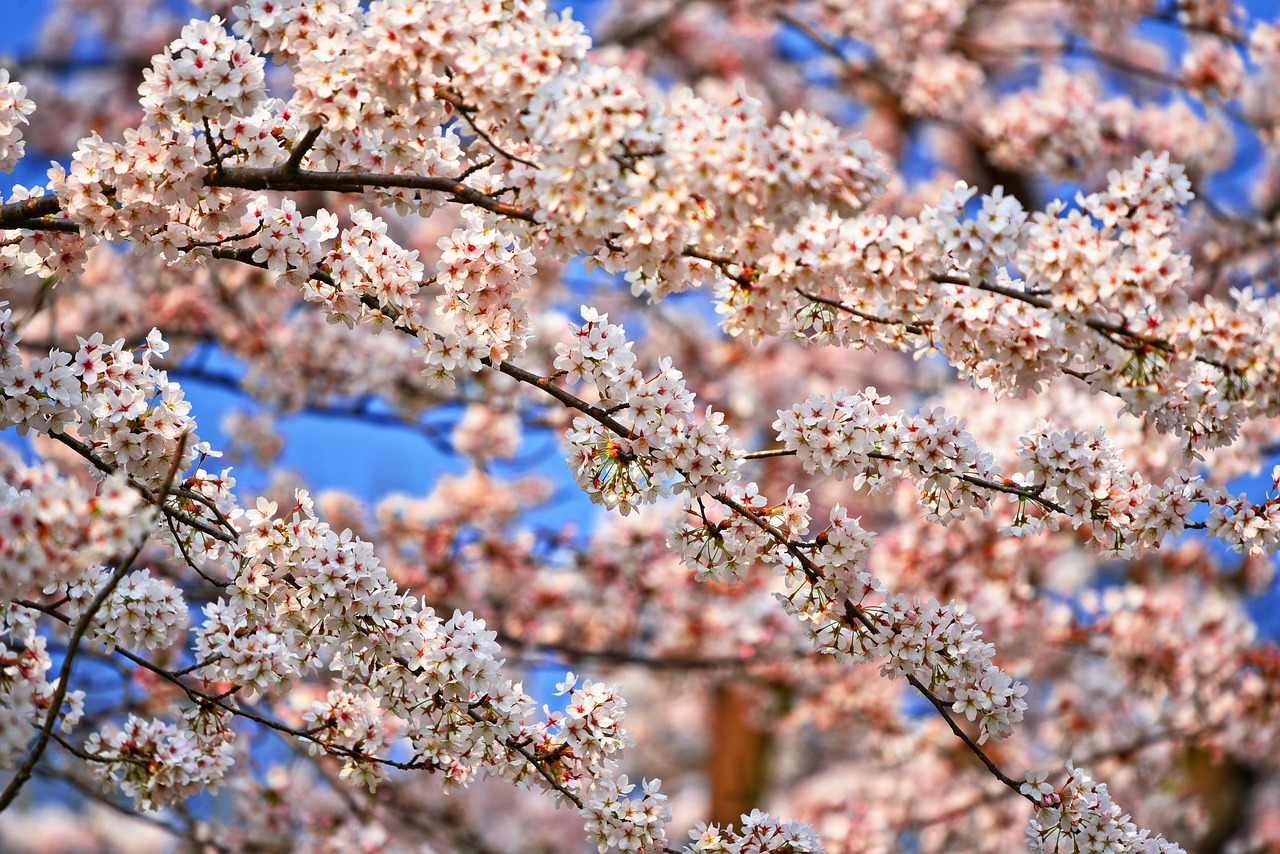 cherry blossom  flower  cherry tree free photo