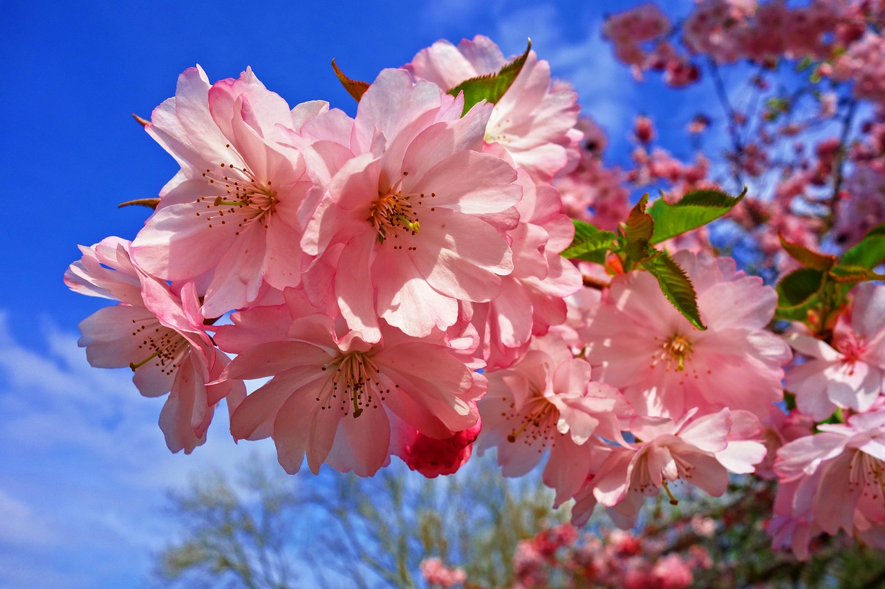 cherry blossom  flower  cherry tree free photo