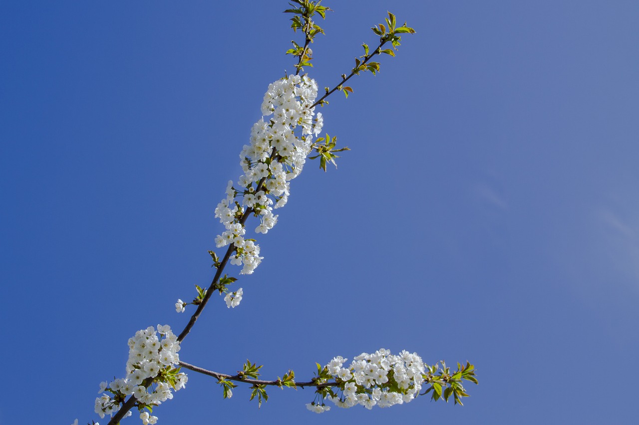 cherry blossom  blossom  bloom free photo