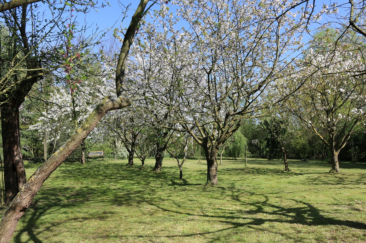 cherry blossom  nature  landscape free photo