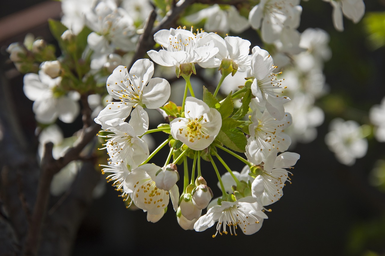 cherry blossom  district  green free photo