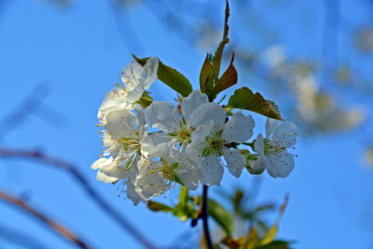 cherry blossom  blossom  bloom free photo