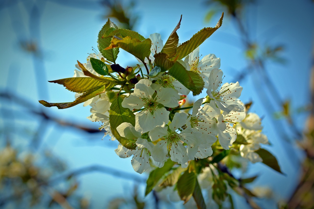 cherry blossom  blossom  bloom free photo