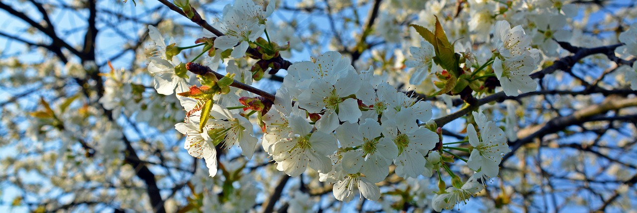 cherry blossom  blossom  bloom free photo