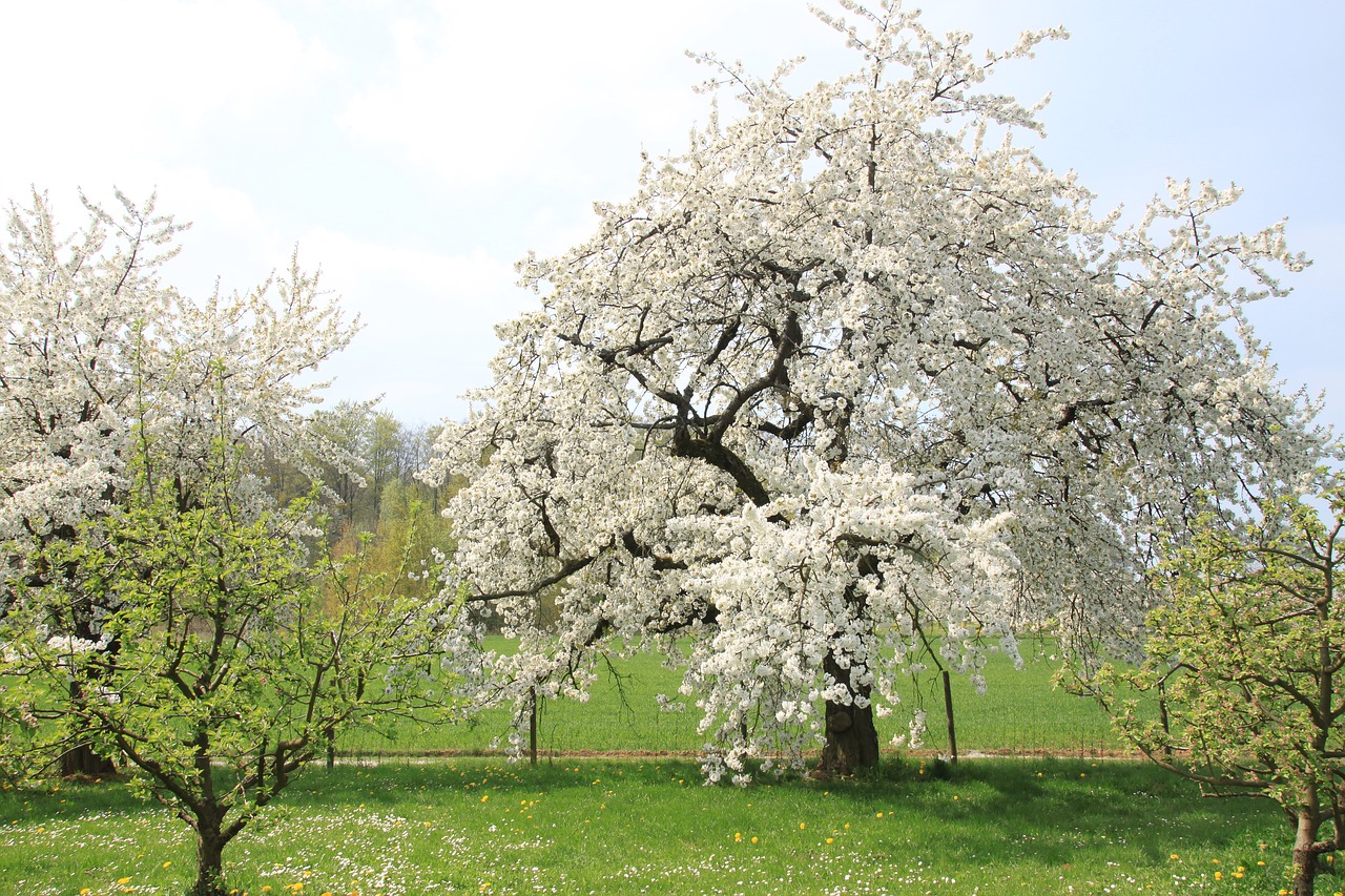 cherry blossom  franconian switzerland  spring free photo