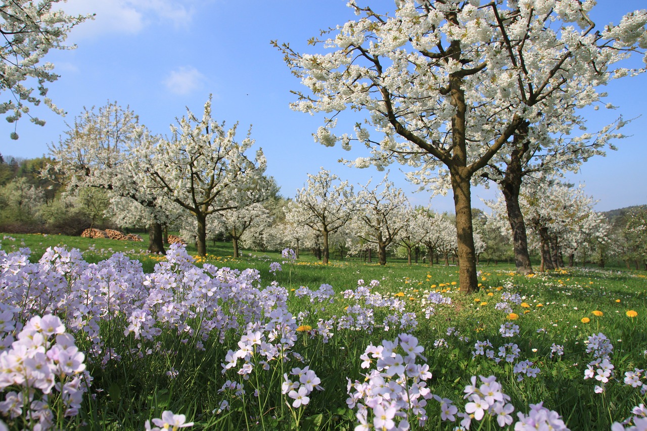 cherry blossom  smock  franconian switzerland free photo