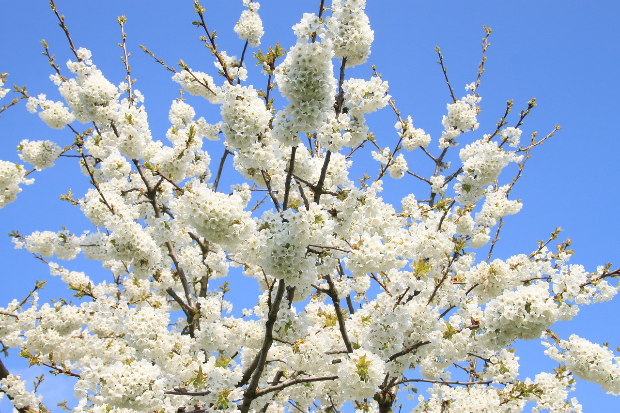 cherry blossom  franconian switzerland  spring free photo