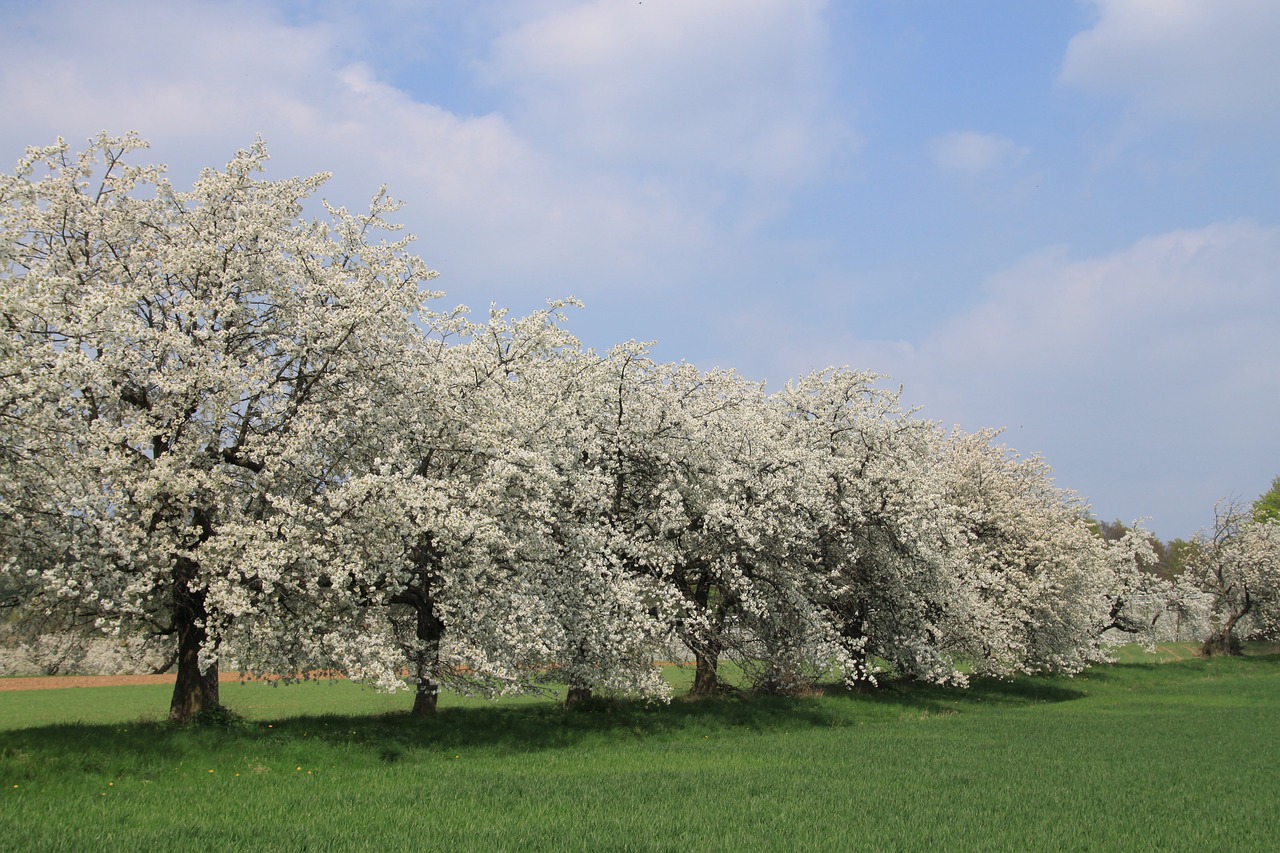 cherry blossom  franconian switzerland  spring free photo