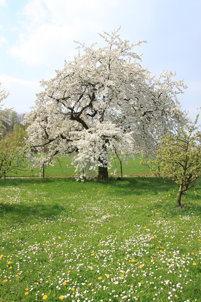 cherry blossom  franconian switzerland  spring free photo