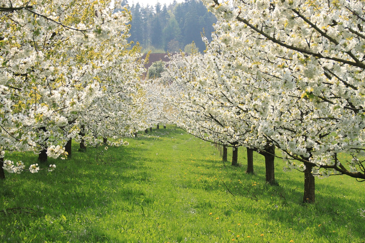 cherry blossom  franconian switzerland  tree free photo