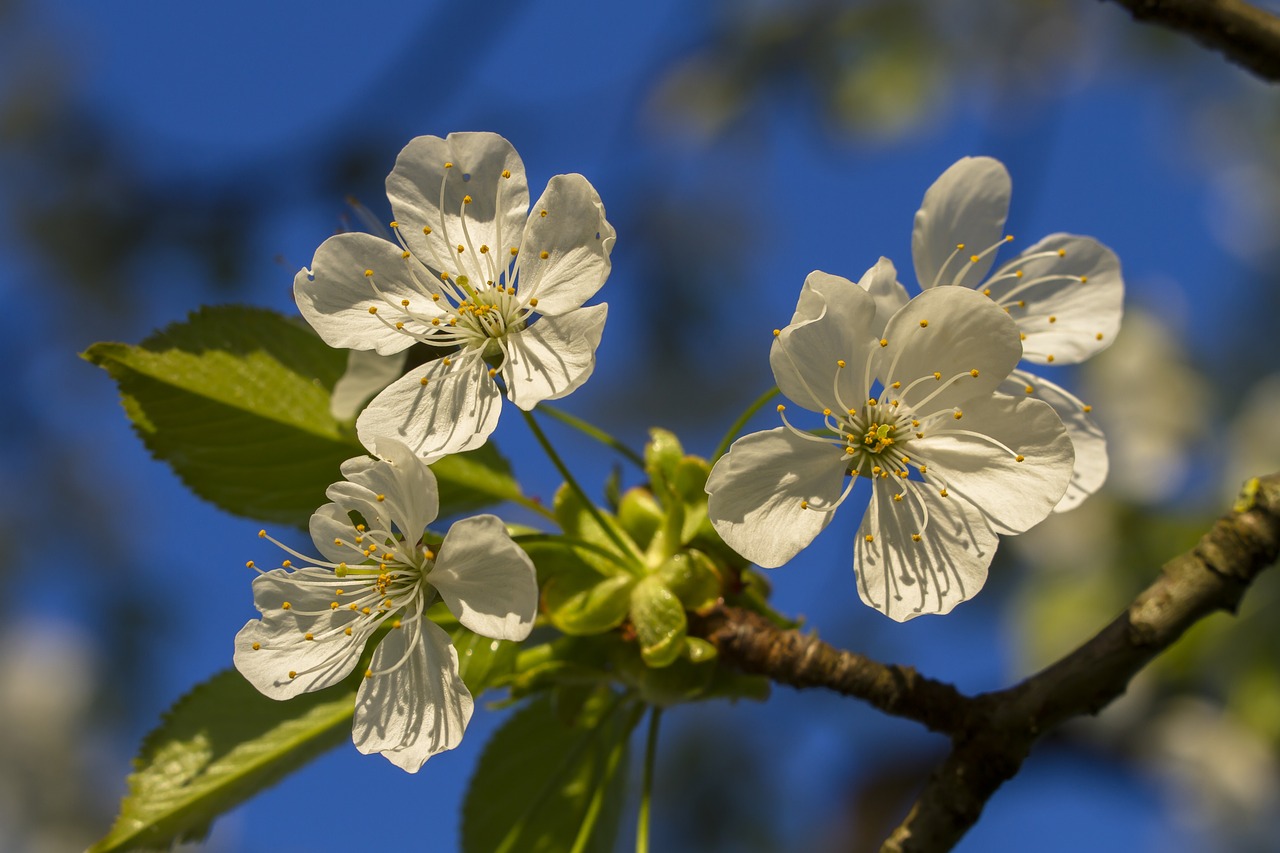 cherry blossom  cherry tree  spring free photo