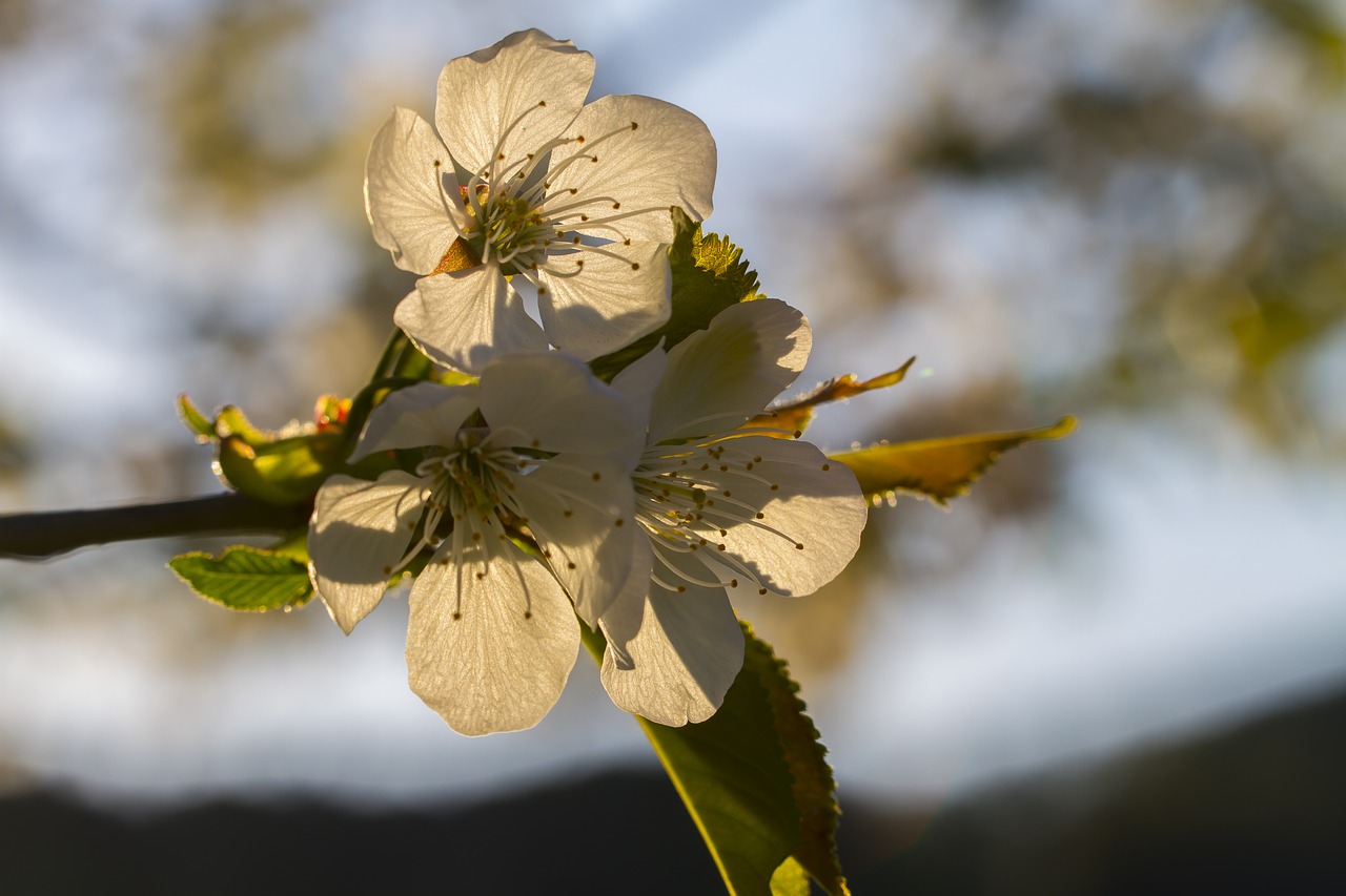 cherry blossom  cherry tree  spring free photo