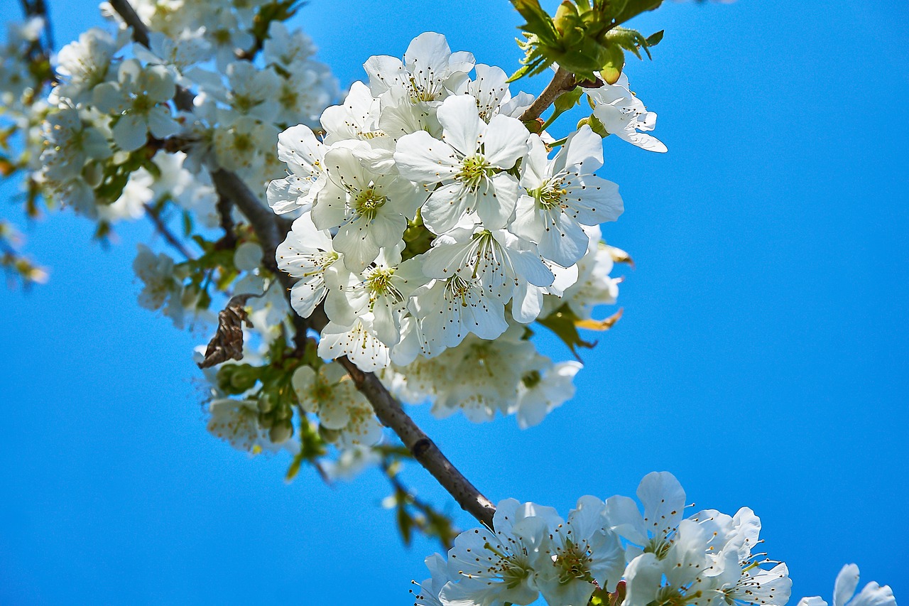 cherry blossom  cherry tree  white free photo