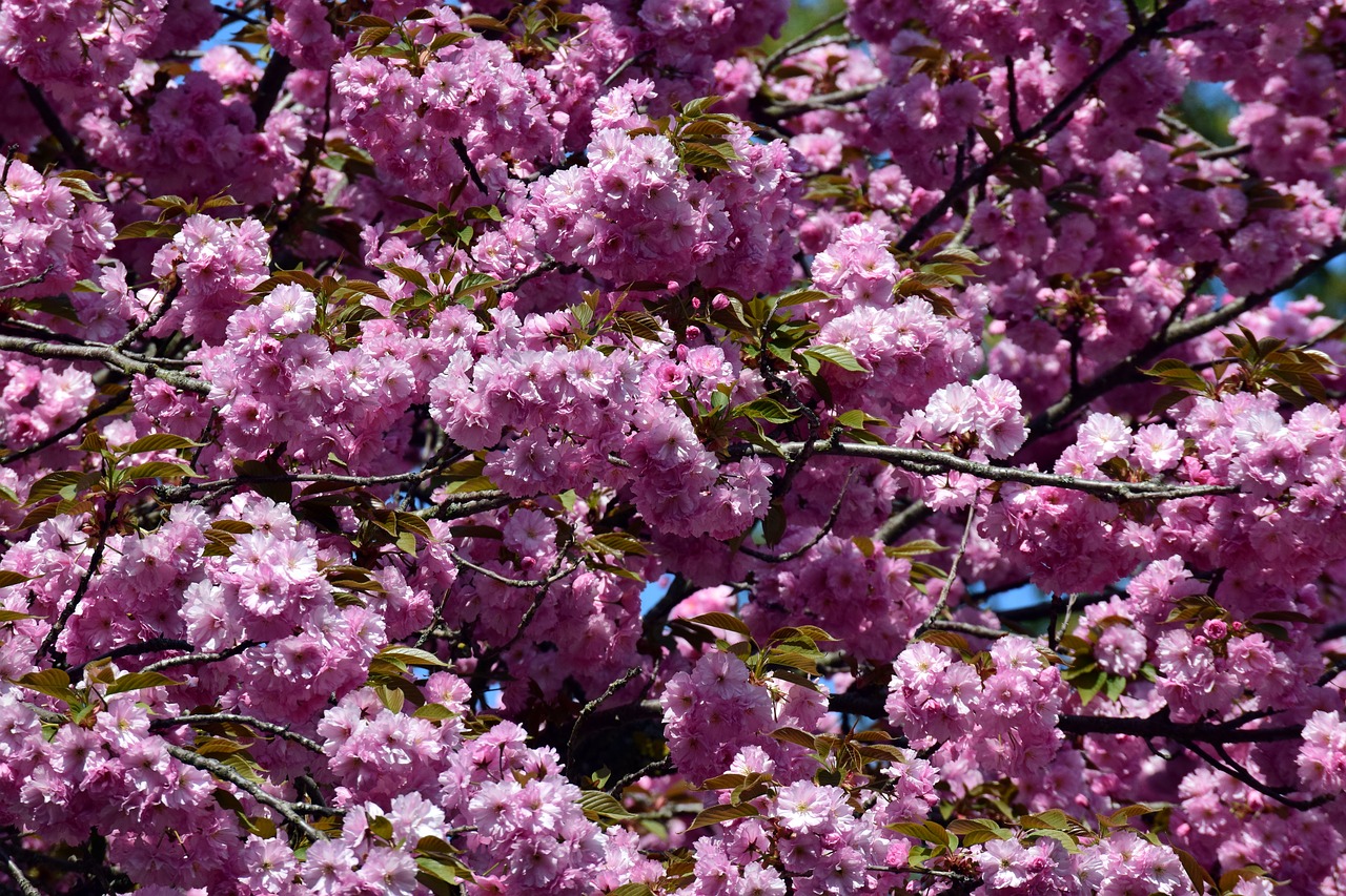 cherry blossom  spring  ornamental cherry free photo