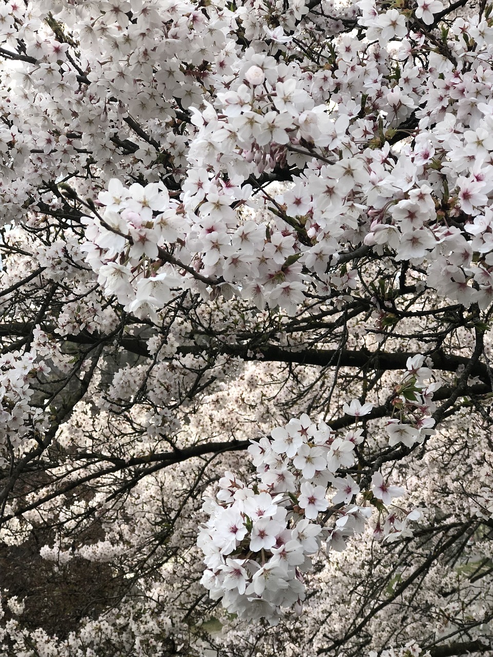 cherry blossom  spring  flowers free photo