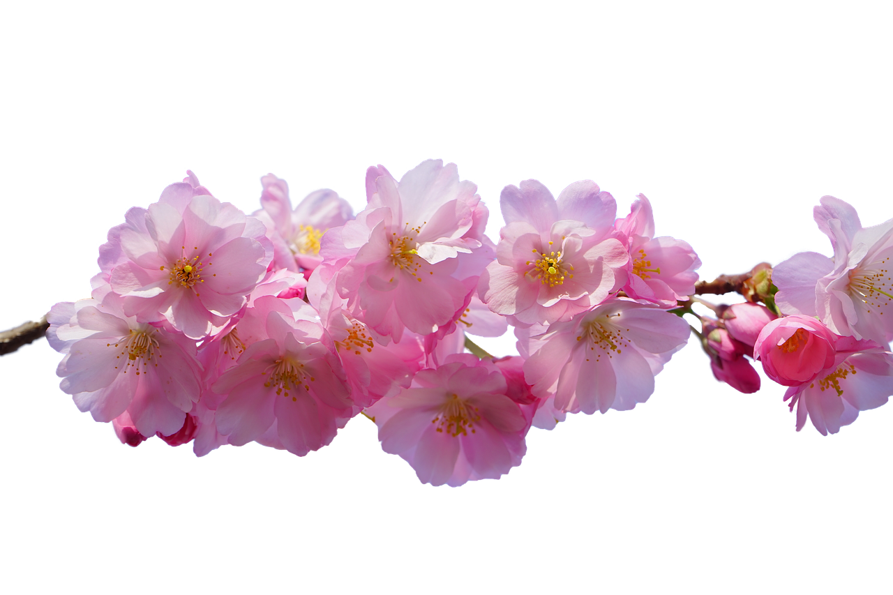 cherry blossom  pink  isolated free photo