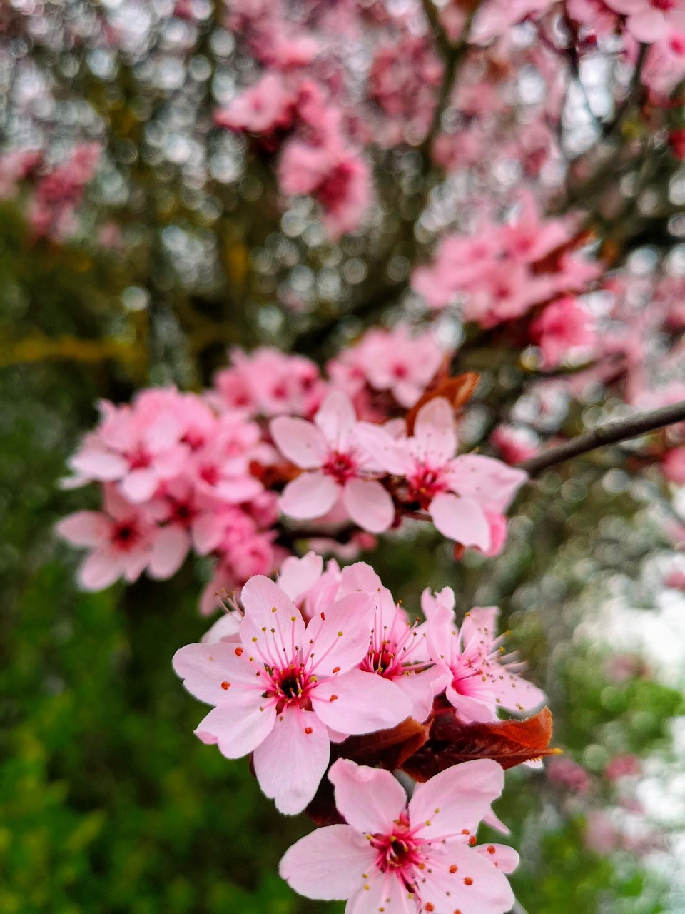 cherry blossom  cherry tree  cherry free photo