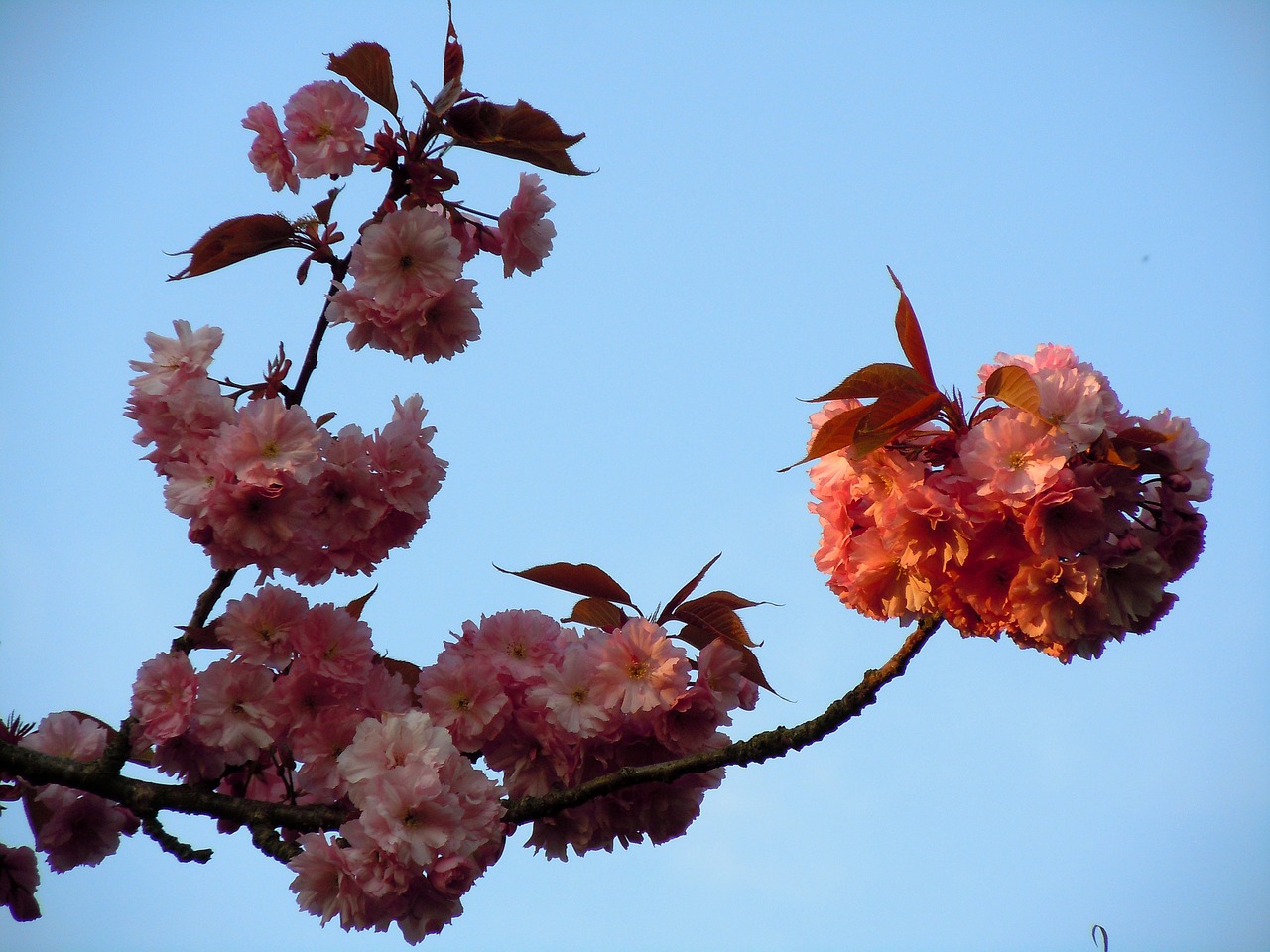 cherry blossom japanese cherry trees pink free photo