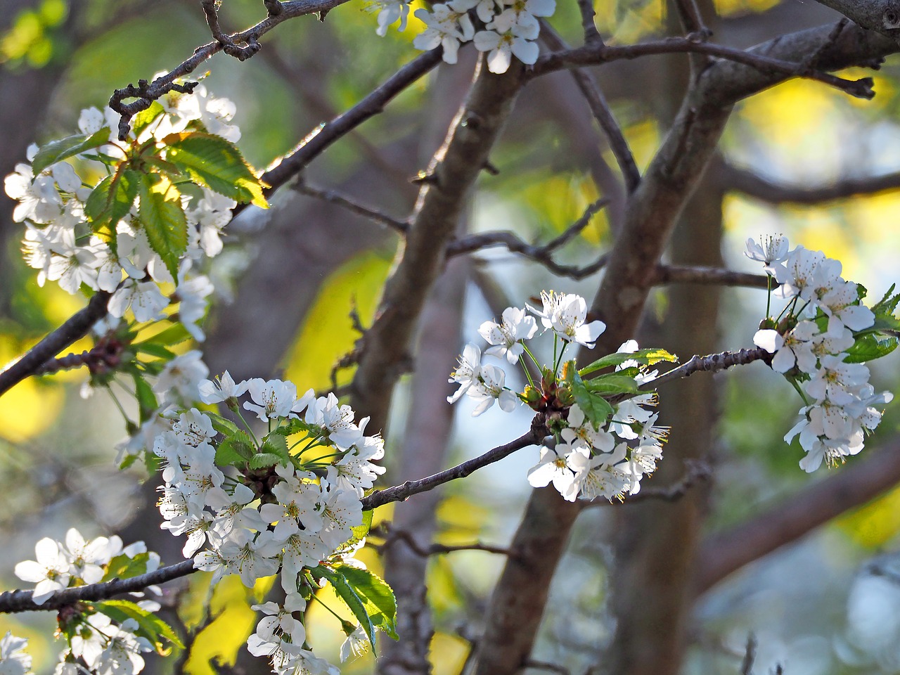 cherry blossom  tree  flowers free photo