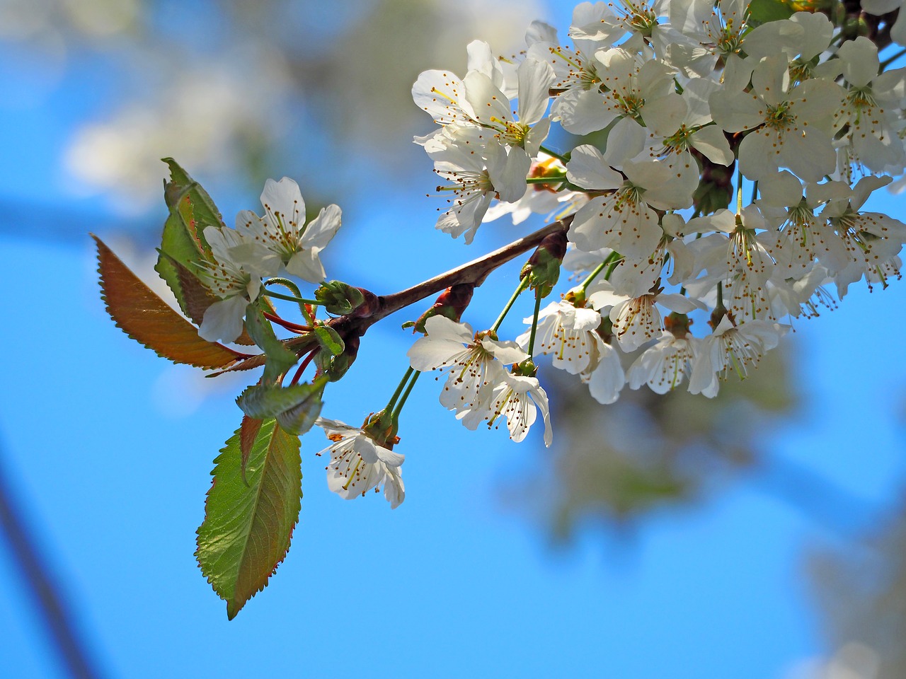 cherry blossom  blue sky  white flowers free photo