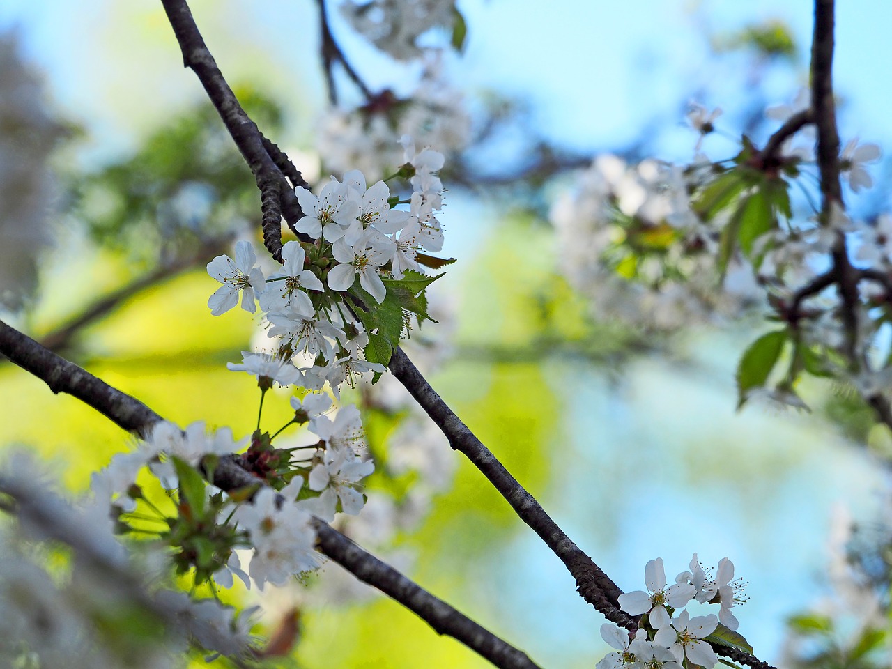 cherry blossom  blue sky  white flowers free photo
