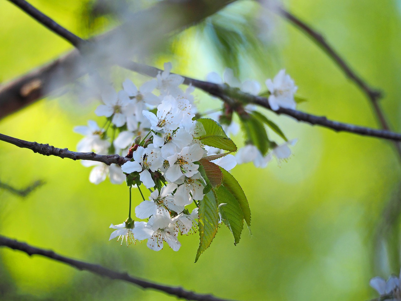 cherry blossom  blue sky  white flowers free photo