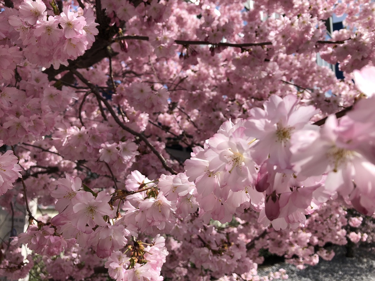 cherry blossom  spring  tree free photo