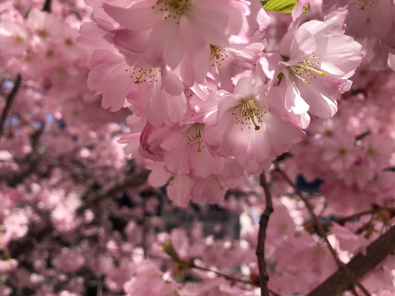 cherry blossom  spring  tree free photo