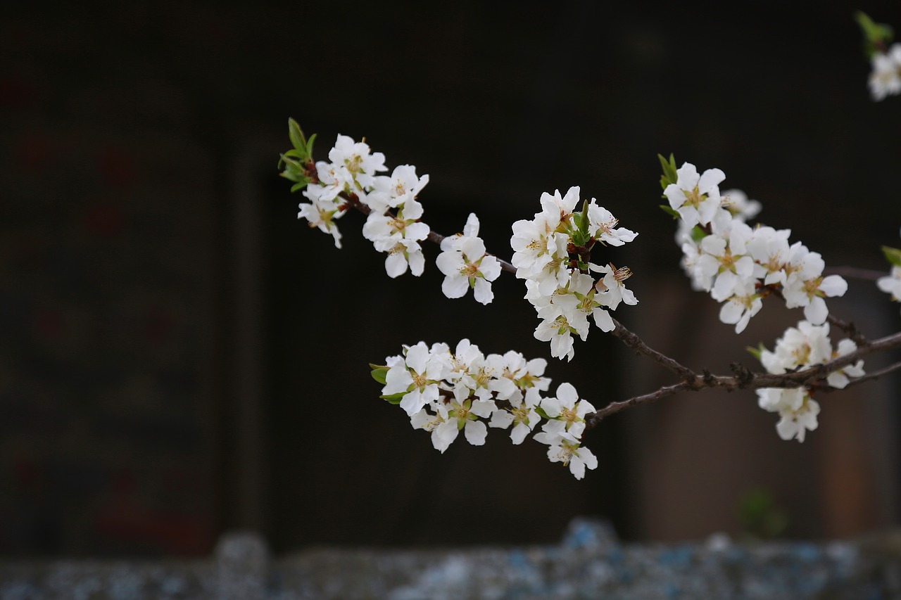 cherry blossom  wood  plants free photo