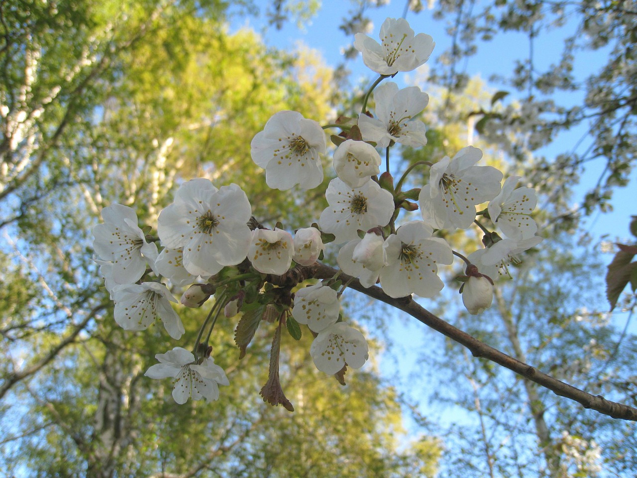 cherry blossom branches tree free photo
