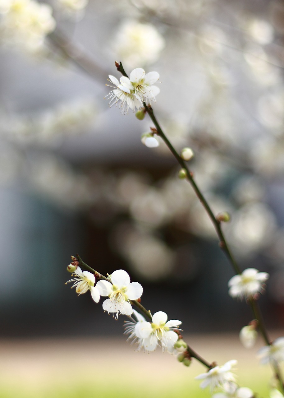 cherry blossom  flowers free pictures free photo