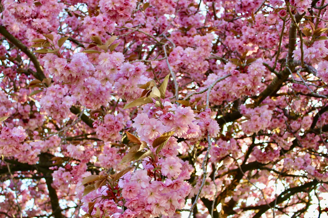 cherry blossom  glasgow  scotland free photo