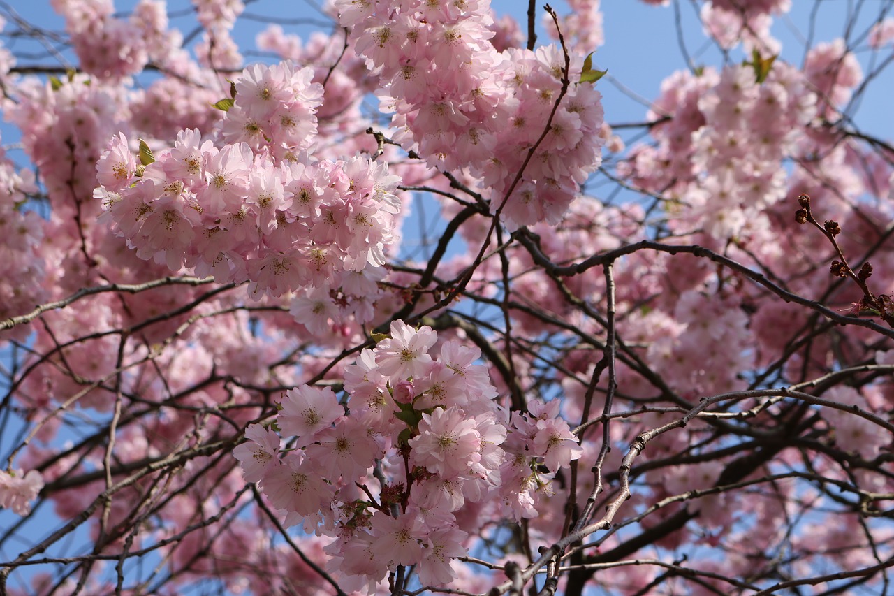 cherry blossom  landscape format  pink free photo