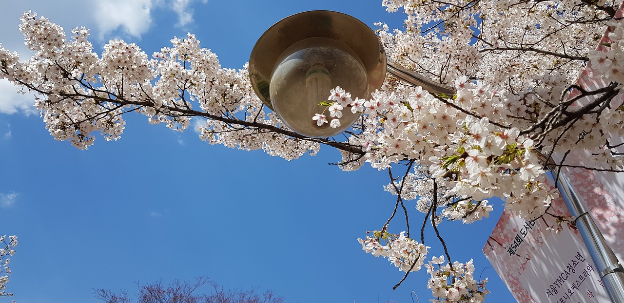 cherry blossom  sky  flowers free photo