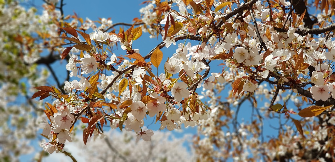 cherry blossom  sky  flowers free photo