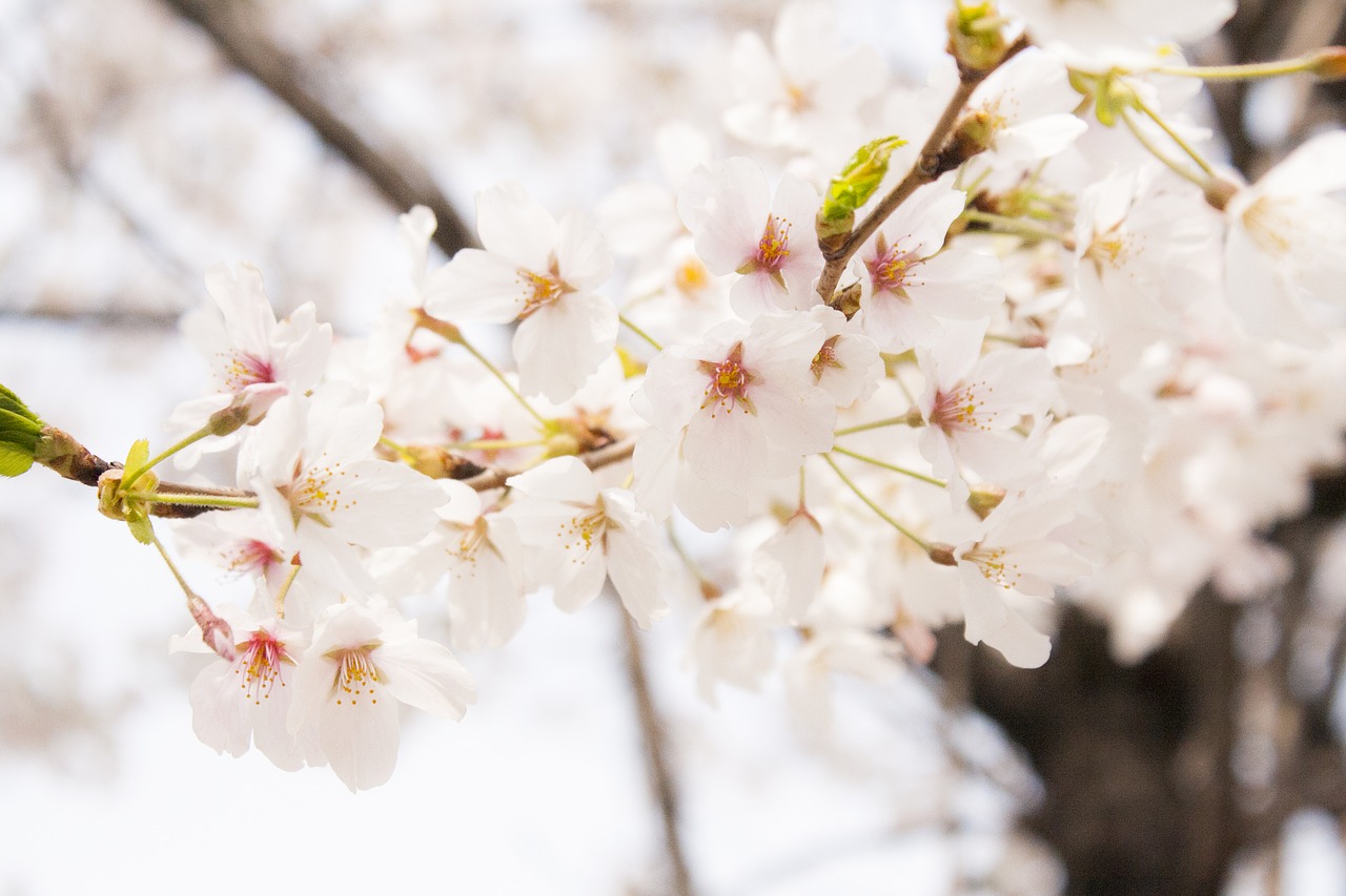 cherry blossom  spring  flower free photo
