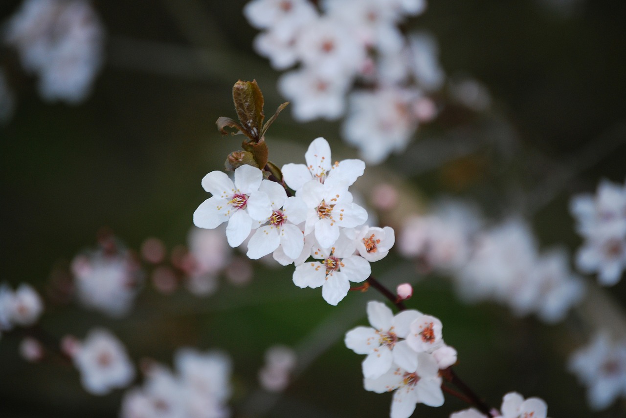 cherry blossom blossom flower free photo