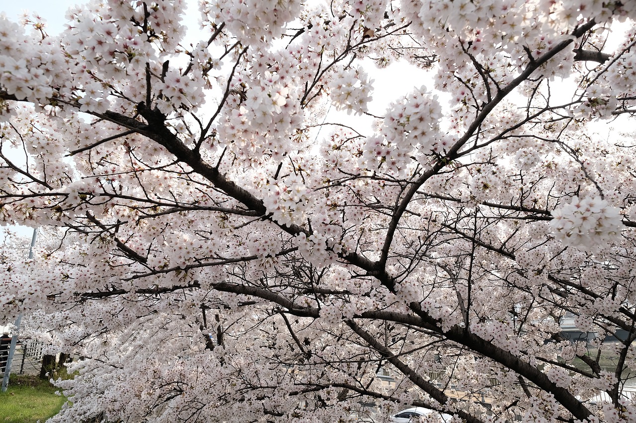 cherry blossom  daegu  wood free photo