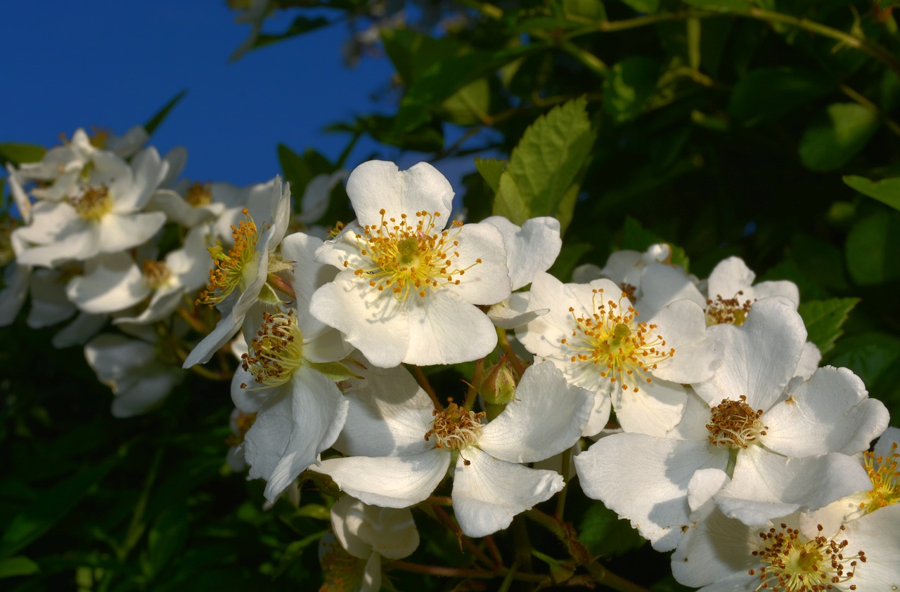 cherry blossom  nature  blossom free photo