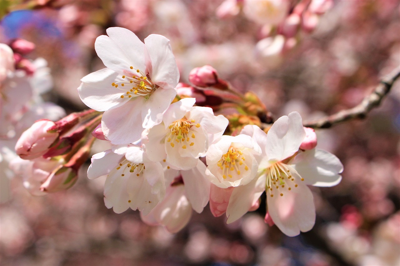 cherry blossom  japan  sakura free photo